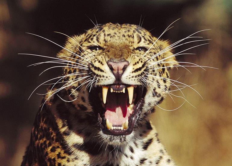 અસલ કાઠિયાવાડીનો પરચો, આ બાળકે ચારણ કન્યાની જેમ ખૂંખાર દીપડાને ઉભી પૂંછડીએ ભગાડી દીધો