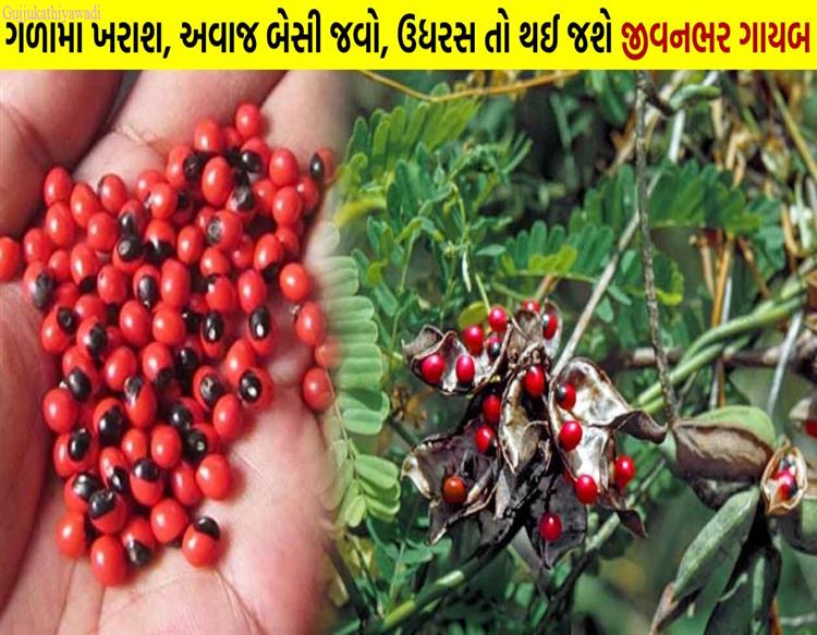 દવા કરતાં વધુ અસરકારક છે આ ઔષધી, ગળામા ખરાશ, અવાજ બેસી જવો, ઉધરસ તો થઈ જશે જીવનભર ગાયબ.