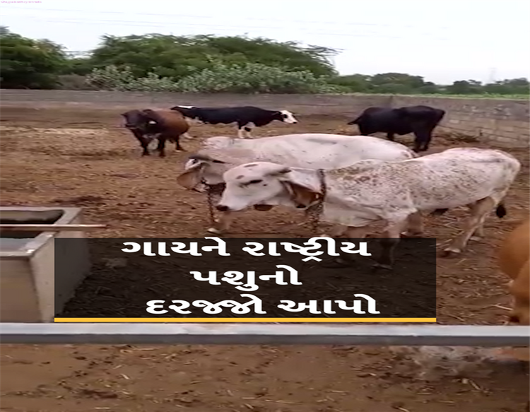 ગાયને રાષ્ટ્રીય પશુ જાહેર કરો:અલાહાબાદ હાઇકોર્ટે કહ્યું- ગૌરક્ષાને કોઈપણ ધર્મ સાથે જોડવાની જરૂર નથી, ગાય આ દેશની સંસ્કૃતિ છે