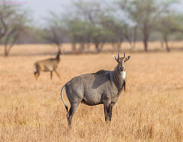  ગુજરાતમાં ‘ગૌધન ઘટ્યું! 10 વર્ષમાં નીલગાયની સંખ્યા બમણી, ગીચ વસતી ધરાવતા શહેરોએ ગામડાં ગળ્યા, સીમાડા ટૂંકા પડયા