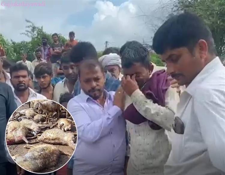 અમરેલીમાં ઘેટાંનાં મોતથી માલધારી રડી પડ્યો, 'સિંહે અમારાં ઘેટાંને મારી નાખતાં અમારે માથે હાથ દઈ રોવાનો વારો આવ્યો'