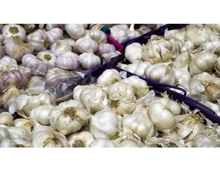 જૂનાગઢ યાર્ડમાં લસણના ભાવ ઐતિહાસિક સપાટીએ પહોંચ્યો