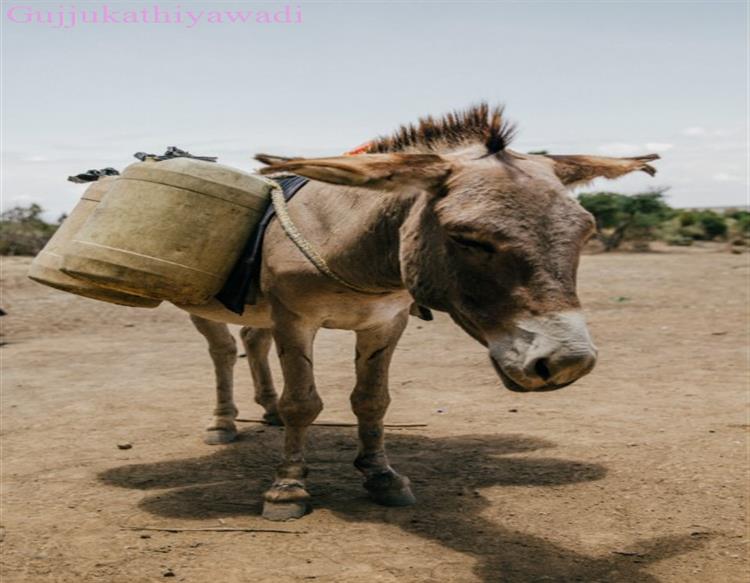 "મારી ગધેડા મંજૂરી" મારી એન્જિનિયરિંગની યાત્રા ની આત્મકથા ભાગ - 8