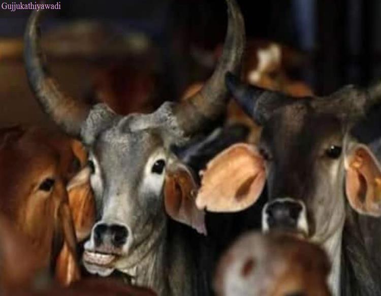 MP में गौमूत्र फिनाइल से साफ किए जाएंगे दफ्तर, लोगों के रीऐक्शन देख छूट जाएगी हंसी