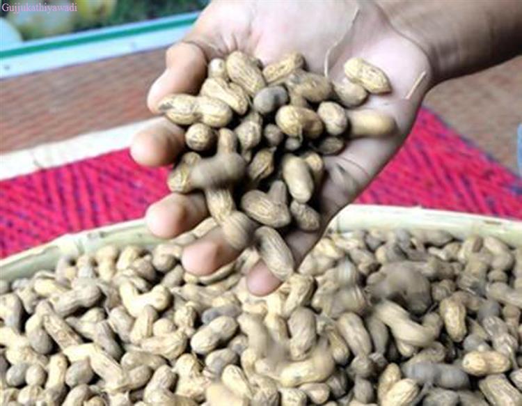  ગુજરાતમાં મગફળીની ચિક્કાર આવક થતા ખરીદીમાં અરાજકતા, ખેડૂતો ચોમેરથી હેરાન