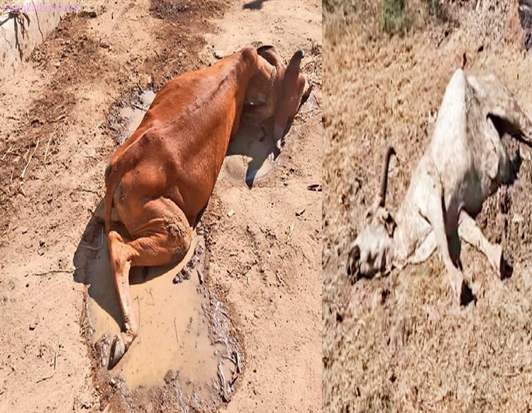  કરુણાંતિકા સર્જાઇ : વાસી ખોરાક ખાતા 7 ગાયનાં મોત, 13 બીમાર