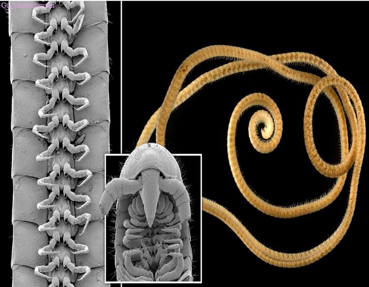  ધરતી પર સૌપ્રથમ વાર મળી આવ્યુ 1306 પગવાળું પ્રાણી, વૈજ્ઞાનિકો પણ ચોંક્યા