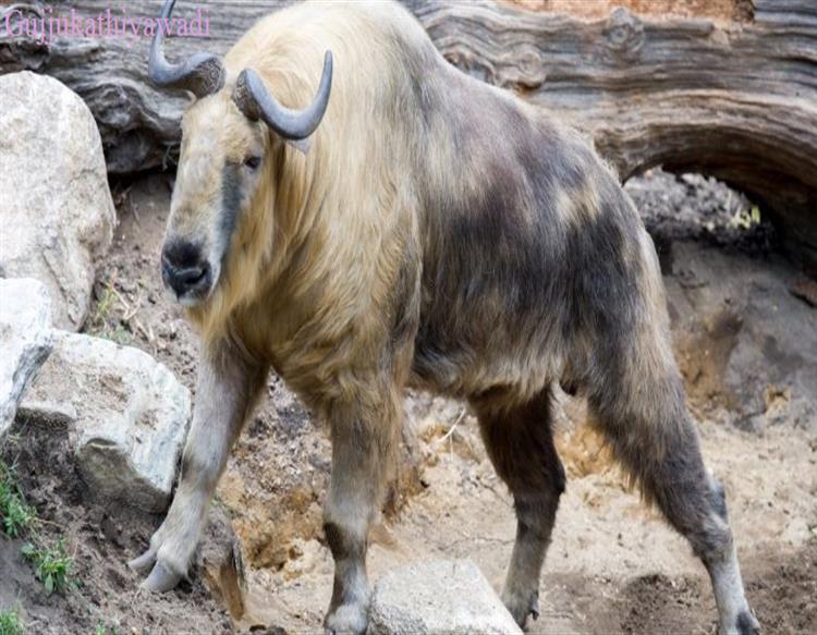  અરુણાચલ પ્રદેશના પૂર્વ કામેંગ જિલ્લાના જંગલોમાં દુર્લભ પ્રાણી જોવા મળ્યુ