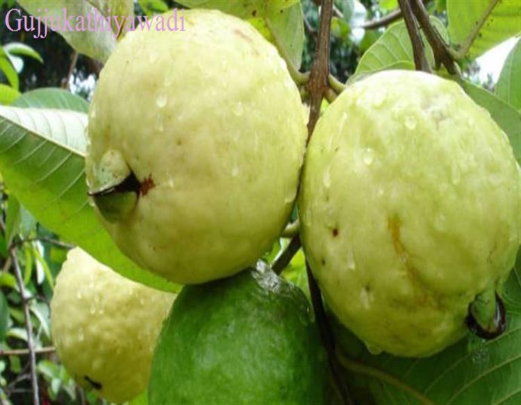  શિયાળામાં રોજ કરો આ 1 ફળનું સેવન, થશે અઢળક ફાયદો