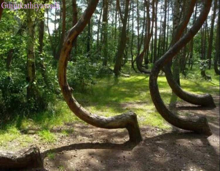  આર્સેલર મિત્તલને 460 કરોડની જંગલ જમીનની 60 કરોડમાં લહાણી કરાશે