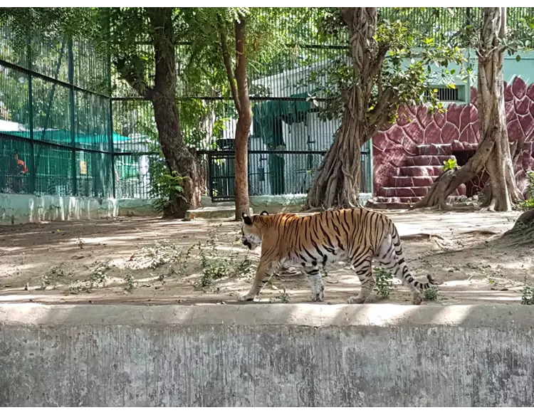  પ્રાણીઓ અનુકૂળતા પ્રમાણે રહી શકે માટે કાંકરિયા ઝૂમાં પાંજરાં બદલાશે