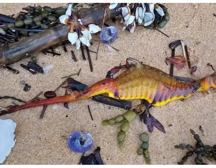  ઓસ્ટ્રેલિયાના દરિયાકાંઠે જોવા મળ્યા રહસ્યમય જીવ, નિષ્ણાતો ચોંકી ઉઠ્યા