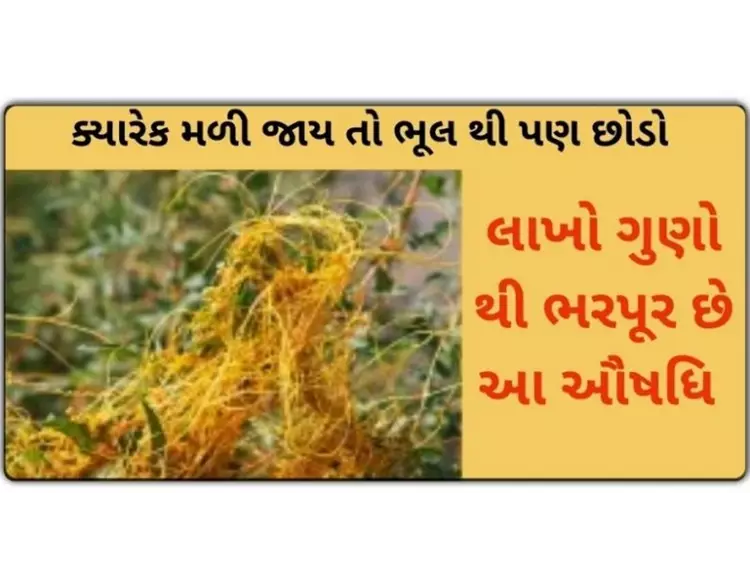 ક્યારેક મળી જાય તો ભૂલ થી પણ ન છોડો, લાખો ગુણો થી ભરપૂર છે આ ઔષધિ