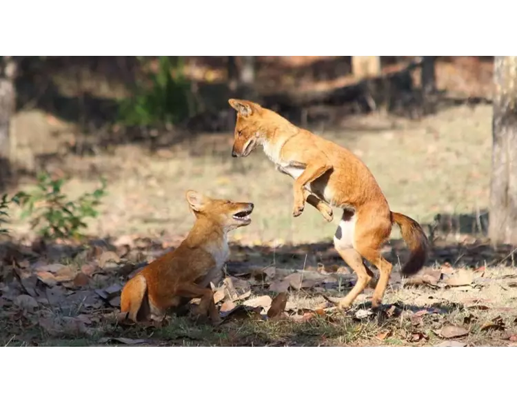 રાજકોટથી સિંહ, દીપડા પુના મોકલાશે, પુનાથી ઝરખ, વરુ રાજકોટ આવશે