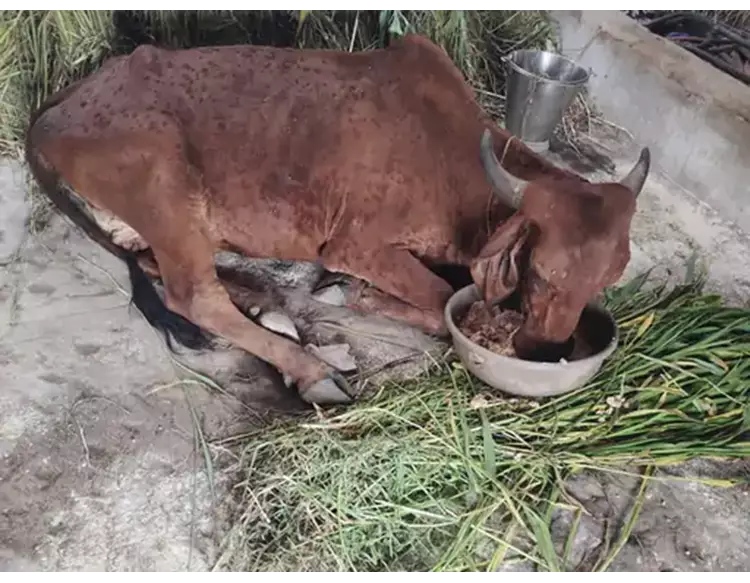 વાયરસ ગામડાંથી નગરમાં અને હવે ગૌશાળામાં પ્રસર્યો, જીવદયા પ્રેમીઓમાં અરેરાટી