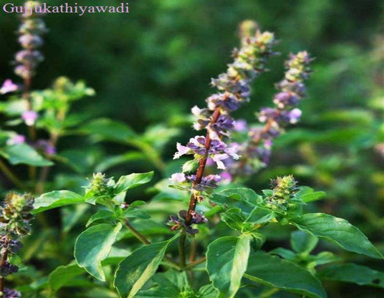 Corona ने भारत में बढ़ाई तुलसी के पौधों की मांग, मूल्य में बेहताशा तेजी