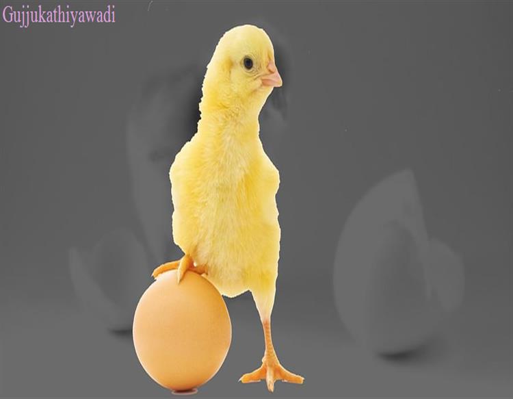  દુનિયામાં ઈંડુ પ્રથમ આવ્યું કે મરઘી? આખરે વૈજ્ઞાનિકોને મળી ગયો જવાબ