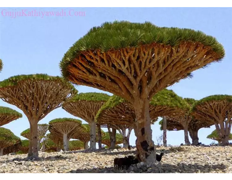  દુનિયા 8 એવા ઝાડ જેની અંદર છે જેલ, સુરંગ અને દરવાજા