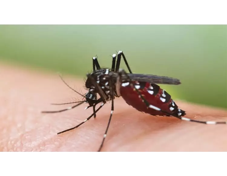 ડેન્ગ્યુથી છૂટકારો મેળવવા અજમાવો આયુર્વેદ ઉપચાર, આ 2 વસ્તુ છે ખાસ