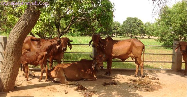 ભારતમાં ગાયની 37 પ્રકારની શુદ્ધ જાતિ જોવા મળે છે. જાણી લો કઈ ગાય સૌથી વધુ દૂધ આપે છે.