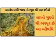 ક્યારેક મળી જાય તો ભૂલ થી પણ ન છોડો, લાખો ગુણો થી ભરપૂર છે આ ઔષધિ