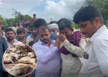 અમરેલીમાં ઘેટાંનાં મોતથી માલધારી રડી પડ્યો, 'સિંહે અમારાં ઘેટાંને મારી નાખતાં અમારે માથે હાથ દઈ રોવાનો વારો આવ્યો'