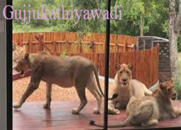 VIDEO: कपल ने सुबह खोला घर का दरवाजा, बाहर बैठे थे 6 शेर, देखें खौफनाक विडियो